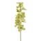 8 Pack: Pale Green Boat Orchid Stem by Ashland®